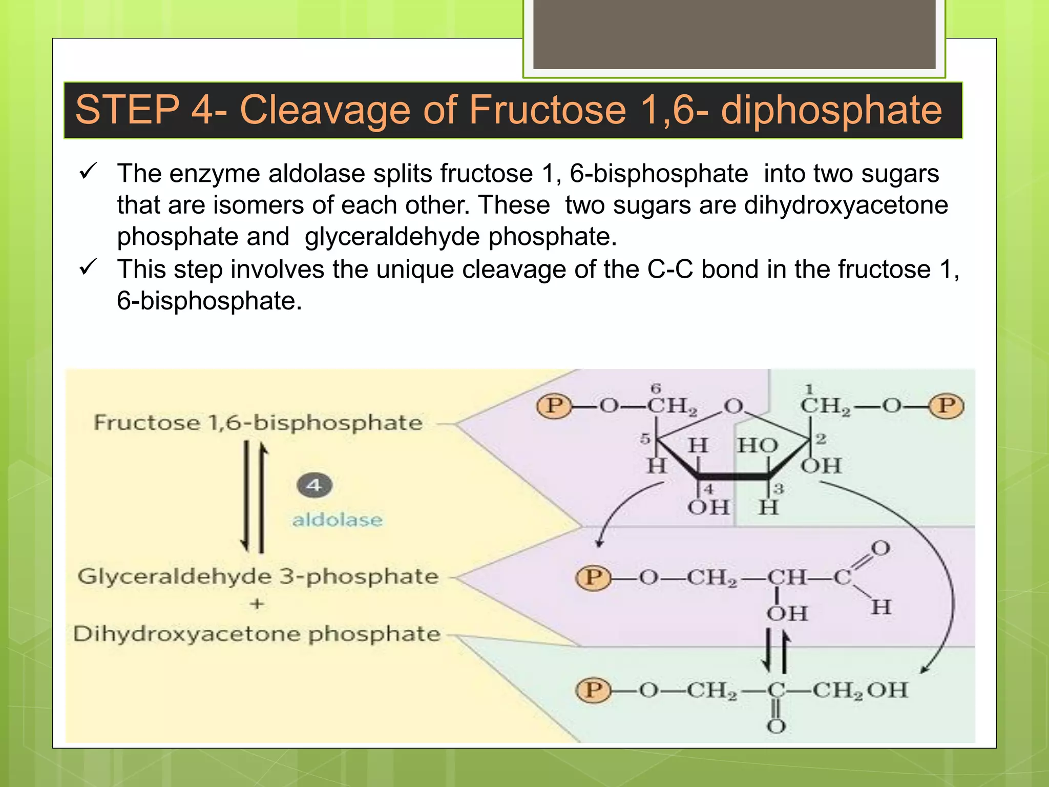 carbohydrate metabolism, Glycolysis, metabolic process of carbohydrates ...