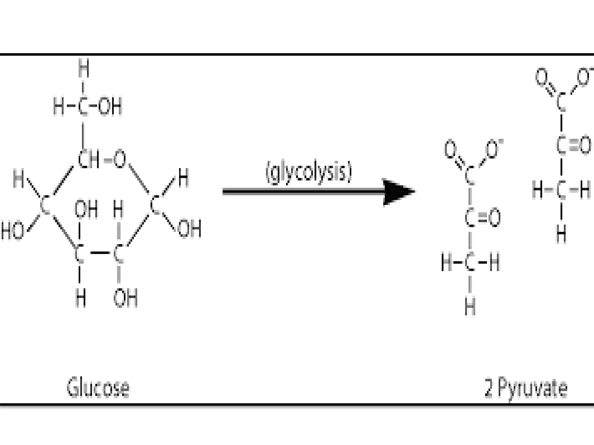 Emp Path Glycolysis-the EMP pathway-Embden Meyerhoff Paranas pathway | PPTX
