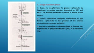A. Energy investment phase:
1. Glucose is phosphorylated to glucose 6-phosphate by
hexokinase, Irreversible reaction, dependent on ATP and
Mg2+. The enzyme hexokinase is present in almost all the
tissues.
2. Glucose 6-phosphate undergoes isomerization to give
fructose 6-phosphate in the presence of the enzyme
phosphohexose isomerase and Mg2+.
3. Fructose 6-phosphate is phosphorylated to fructose 1,6-
bisphosphate by phosphofructokinase (PFK), it is irreversible
step.
 