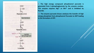 9. The high energy compound phosphoenol pyruvate is
generated from 2-phosphoglycerate by the enzyme enolase.
This enzyme requires Mg2+ or Mn2+ and is inhibited by
fluoride.
10. The enzyme pyruvate kinase catalyses the transfer of high
energy phosphate from phosphoenol Pyruvate to ADP leading
to the formation of ATP.
 