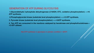 GENERATION OF ATP DURING GLYCOLYSIS
1.Glyceraldehyde 3-phosphate dehydrogenase (2 NADH, ETC, oxidative phosphorylation) ---->6
ATP synthesis.
2.Phosphoglycerate kinase (substrate level phosphorylation) ----->2 ATP synthesis.
3. Pyruvate kinase (substrate level phosphorylation) ----->2ATP synthesis.
4. Two ATP are consumed in the reactions catalysed by hexokinase and phosphofructokinase---
>2 ATP utilised.
Net ATP synthesis in glycolysis in aerobic condition = 8ATP.
 