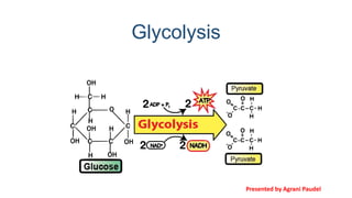 Glycolysis
Glycolysis
Presented by Agrani Paudel
 