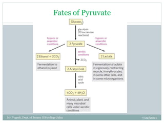 Fates of Pyruvate
7/22/2021
17
Mr. Yogesh, Dept. of Botany JES college Jalna
 