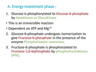 A. Energy investment phase :
1. Glucose is phosphorylated to Glucose-6-phosphate
by Hexokinase or Glucokinase
• This is an irreversible reaction
• Dependent on ATP and Mg+2
2. Glucose-6-phosphate undergoes isomerization to
give Fructose-6-phosphate in the presence of the
enzyme Phosphohexose isomerase.
3. Fructose-6-phosphate is phosphorylated to
Fructose-1,6-biphosphate by phosphofructokinase
(PFK).
 