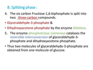 B. Splitting phase :
4. The six carbon Fructose-1,6-biphosphate is split into
two three-carbon compounds.
• Glyceraldehyde-3-phosphate &
• Dihydroxyacetone phosphate by the enzyme Aldolase.
5. The enzyme phosphotriose isomerase catalyses the
reversible interconversion of glyceraldehyde-3-
phosphate and dihydroxyacetone phosphate.
• Thus two molecules of glyceraldehyde-3-phosphate are
obtained from one molecule of glucose.
 