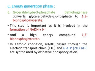 C. Energy generation phase :
6. Gyceraldehyde-3-phosphate dehydrogenase
converts glyceraldehyde-3-phosphate to 1,3-
biphosphoglycerate.
• This step is important as it is involved in the
formation of NADH + H+
• And a high energy compound 1,3-
biphosphoglycerate.
• In aerobic condition, NADH passes through the
electron transport chain (ETC) and 6 ATP (2Χ3 ATP)
are synthesized by oxidative phosphorylation.
 