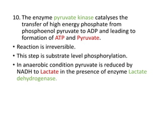 10. The enzyme pyruvate kinase catalyses the
transfer of high energy phosphate from
phosphoenol pyruvate to ADP and leading to
formation of ATP and Pyruvate.
• Reaction is irreversible.
• This step is substrate level phosphorylation.
• In anaerobic condition pyruvate is reduced by
NADH to Lactate in the presence of enzyme Lactate
dehydrogenase.
 