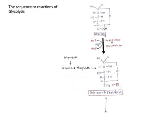 The sequence or reactions of
Glycolysis
 
