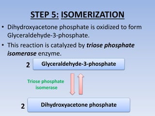 STEP 5: ISOMERIZATION
• Dihydroxyacetone phosphate is oxidized to form
Glyceraldehyde-3-phosphate.
• This reaction is catalyzed by triose phosphate
isomerase enzyme.
Glyceraldehyde-3-phosphate
Dihydroxyacetone phosphate
Triose phosphate
isomerase
2
2
 