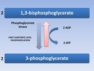 1,3-bisphosphoglycerate
3-phosphoglycerate
Phosphoglycerate
kinase 2 ADP
2 ATP
FIRST SUBSTRATE LEVEL
PHOSPHORYLATION
2
2
 