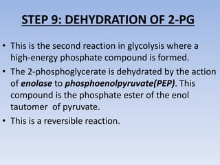 STEP 9: DEHYDRATION OF 2-PG
• This is the second reaction in glycolysis where a
high-energy phosphate compound is formed.
• The 2-phosphoglycerate is dehydrated by the action
of enolase to phosphoenolpyruvate(PEP). This
compound is the phosphate ester of the enol
tautomer of pyruvate.
• This is a reversible reaction.
 