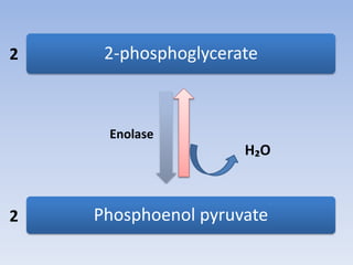2-phosphoglycerate
Phosphoenol pyruvate
H₂O
Enolase
2
2
 