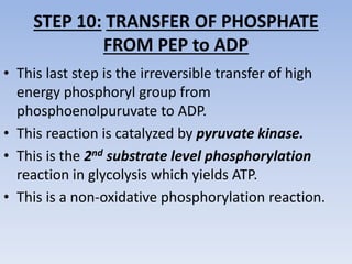 STEP 10: TRANSFER OF PHOSPHATE
FROM PEP to ADP
• This last step is the irreversible transfer of high
energy phosphoryl group from
phosphoenolpuruvate to ADP.
• This reaction is catalyzed by pyruvate kinase.
• This is the 2nd substrate level phosphorylation
reaction in glycolysis which yields ATP.
• This is a non-oxidative phosphorylation reaction.
 