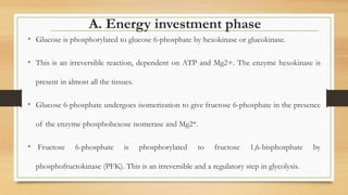 A. Energy investment phase
• Glucose is phosphorylated to glucose 6-phosphate by hexokinase or glucokinase.
• This is an irreversible reaction, dependent on ATP and Mg2+. The enzyme hexokinase is
present in almost all the tissues.
• Glucose 6-phosphate undergoes isomerization to give fructose 6-phosphate in the presence
of the enzyme phosphohexose isomerase and Mg2*.
• Fructose 6-phosphate is phosphorylated to fructose 1,6-bisphosphate by
phosphofructokinase (PFK). This is an irreversible and a regulatory step in glycolysis.
 