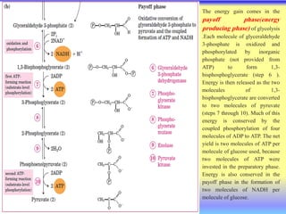 The energy gain comes in the
payoff phase(energy
producing phase) of glycolysis
.Each molecule of glyceraldehyde
3-phosphate is oxidized and
phosphorylated by inorganic
phosphate (not provided from
ATP) to form 1,3-
bisphosphoglycerate (step 6 ).
Energy is then released as the two
molecules of 1,3-
bisphosphoglycerate are converted
to two molecules of pyruvate
(steps 7 through 10). Much of this
energy is conserved by the
coupled phosphorylation of four
molecules of ADP to ATP. The net
yield is two molecules of ATP per
molecule of glucose used, because
two molecules of ATP were
invested in the preparatory phase.
Energy is also conserved in the
payoff phase in the formation of
two molecules of NADH per
molecule of glucose.
 