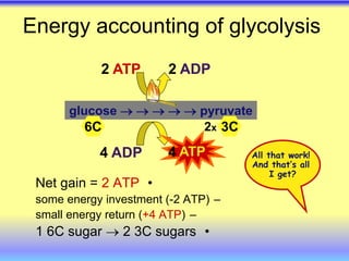 Energy accounting of glycolysis
•
Net gain = 2 ATP
–
some energy investment (-2 ATP)
–
small energy return (+4 ATP)
•
1 6C sugar  2 3C sugars
2 ATP 2 ADP
4 ADP
glucose      pyruvate
2x
6C 3C
All that work!
And that’s all
I get?
ATP
4
 