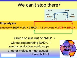 Glycolysis
glucose + 2ADP + 2Pi + 2 NAD+  2 pyruvate + 2ATP + 2NADH
We can’t stop there!
•
Going to run out of NAD+
–
without regenerating NAD+,
energy production would stop!
–
another molecule must accept
H from NADH
recycle
NADH
Pi
NAD+
G3P
1,3-BPG 1,3-BPG
NADH
NAD+
NADH
Pi
DHAP
 