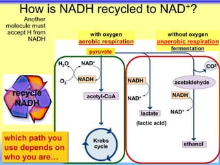 NADH
pyruvate
acetyl-CoA
lactate
ethanol
NAD+
NAD+
NADH
NAD+
NADH
CO2
acetaldehyde
H2O
Krebs
cycle
O2
(lactic acid)
with oxygen
aerobic respiration
without oxygen
anaerobic respiration
fermentation
How is NADH recycled to NAD+?
Another
molecule must
accept H from
NADH
recycle
NADH
which path you
use depends on
who you are…
 