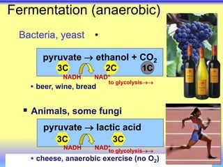 Fermentation (anaerobic)
•
Bacteria, yeast
1C
3C 2C
pyruvate  ethanol + CO2
 Animals, some fungi
pyruvate  lactic acid
3C 3C
 beer, wine, bread
 cheese, anaerobic exercise (no O2)
NADH NAD+
NADH NAD+
to glycolysis
to glycolysis
 