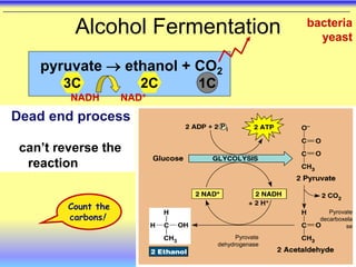 Alcohol Fermentation
1C
3C 2C
pyruvate  ethanol + CO2
NADH NAD+
Count the
carbons!
Dead end process
can’t reverse the
reaction
bacteria
yeast
Pyrovate
decarboxela
se
Pyrovate
dehydrogenase
 