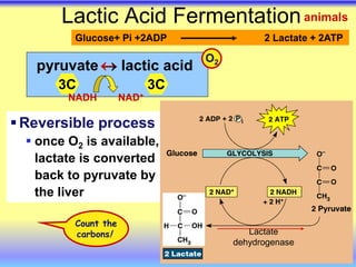 Reversible process
 once O2 is available,
lactate is converted
back to pyruvate by
the liver
Lactic Acid Fermentation
pyruvate  lactic acid
3C 3C
NADH NAD+

Count the
carbons!
O2
animals
Glucose+ Pi +2ADP 2 Lactate + 2ATP
Lactate
dehydrogenase
 