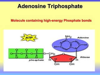 Adenosine Triphosphate
Molecule containing high-energy Phosphate bonds
 