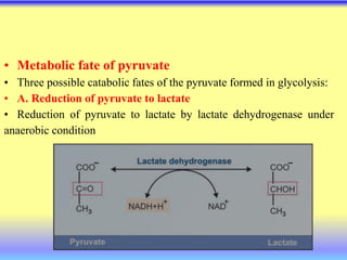 • Metabolic fate of pyruvate
• Three possible catabolic fates of the pyruvate formed in glycolysis:
• A. Reduction of pyruvate to lactate
• Reduction of pyruvate to lactate by lactate dehydrogenase under
anaerobic condition
 