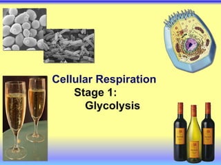 2007-2008
Cellular Respiration
Stage 1:
Glycolysis
 