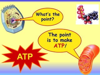 What’s the
point?
The point
is to make
ATP!
ATP
 