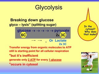 Glycolysis
Breaking down glucose
glyco – lysis” (splitting sugar)
Transfer energy from organic molecules to ATP
still is starting point for all cellular respiration
*but it’s inefficient
glucose
1
for every
ATP
2
generate only
*occurs in cytosol
glucose      pyruvate
2x
6C 3C
In the
cytosol?
Why does
that make?
Or Lactate
2x 3C
 