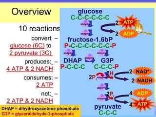 10 reactions
–
convert
to
C)
6
glucose (
C)
3
pyruvate (
2
–
produces:
NADH
2
ATP &
4
–
consumes:
ATP
2
–
net:
NADH
2
ATP &
2
glucose
C-C-C-C-C-C
fructose-1,6bP
P-C-C-C-C-C-C-P
DHAP
P-C-C-C
G3P
C-C-C-P
pyruvate
C-C-C
Overview
DHAP = dihydroxyacetone phosphate
G3P = glyceraldehyde-3-phosphate
ATP
2
ADP
2
ATP
4
ADP
4
NAD+
2
2Pi
enzyme
enzyme
enzyme enzyme
enzyme
enzyme
enzyme
enzyme
2Pi
2H
NADH
2
 