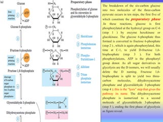 The breakdown of the six-carbon glucose
into two molecules of the three-carbon
pyruvate occurs in ten steps, the first five of
which constitute the preparatory phase
.In these reactions, glucose is first
phosphorylated at the hydroxyl group on C-6
(step 1 ) by enzyme hexokinase or
glucokinase. The glucose 6-phosphate thus
formed is converted to fructose 6-phosphate
(step 2 ) , which is again phosphorylated, this
time at C-1, to yield D-fructose 1,6-
bisphosphate (step 3 ). For both
phosphorylations, ATP is the phosphoryl
group donor. As all sugar derivatives in
glycolysis are the D isomers, we will usually
delete the D naming. Fructose 1,6-
bisphosphate is split to yield two three-
carbon molecules, dihydroxyacetone
phosphate and glyceraldehyde 3-phosphate
(step 4 ); this is the “lysis” step that gives the
pathway its name. The dihydroxyacetone
phosphate is isomerized to a second
molecule of glyceraldehyde 3-phosphate
(step 5 ), ending the first phase of glycolysis
as figure reveal.
 