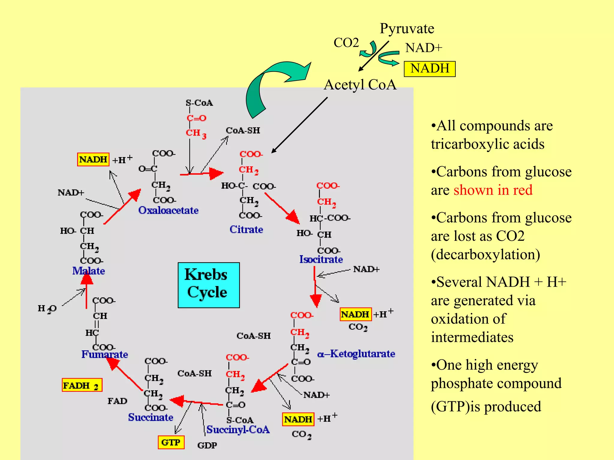 Pyruvate
Acetyl CoA
CO2 NAD+
NADH
•All compounds are
tricarboxylic acids
•Carbons from glucose
are shown in red
•Carbons from glucose
are lost as CO2
(decarboxylation)
•Several NADH + H+
are generated via
oxidation of
intermediates
•One high energy
phosphate compound
(GTP)is produced
 