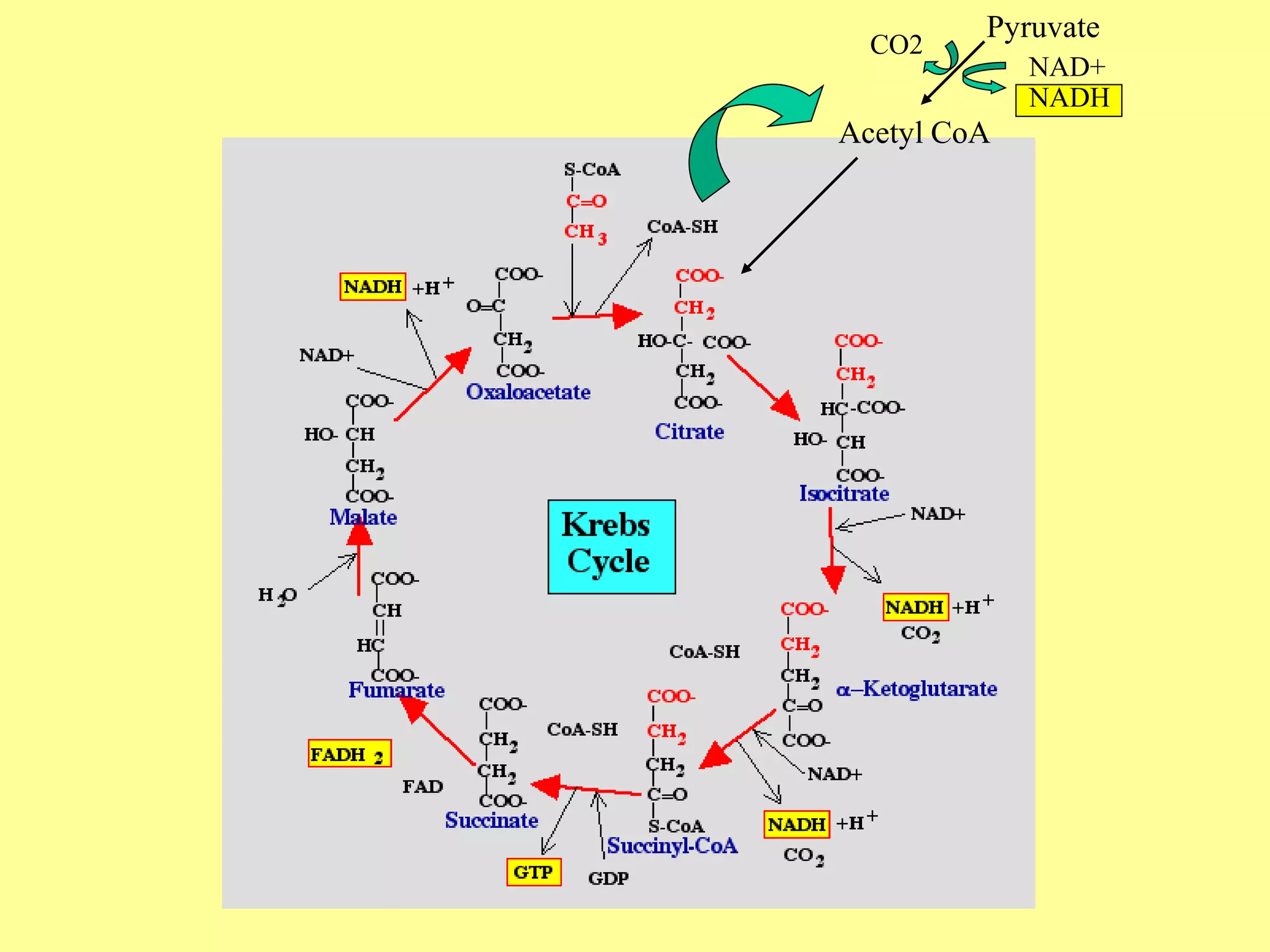 Pyruvate
Acetyl CoA
CO2
NAD+
NADH
 