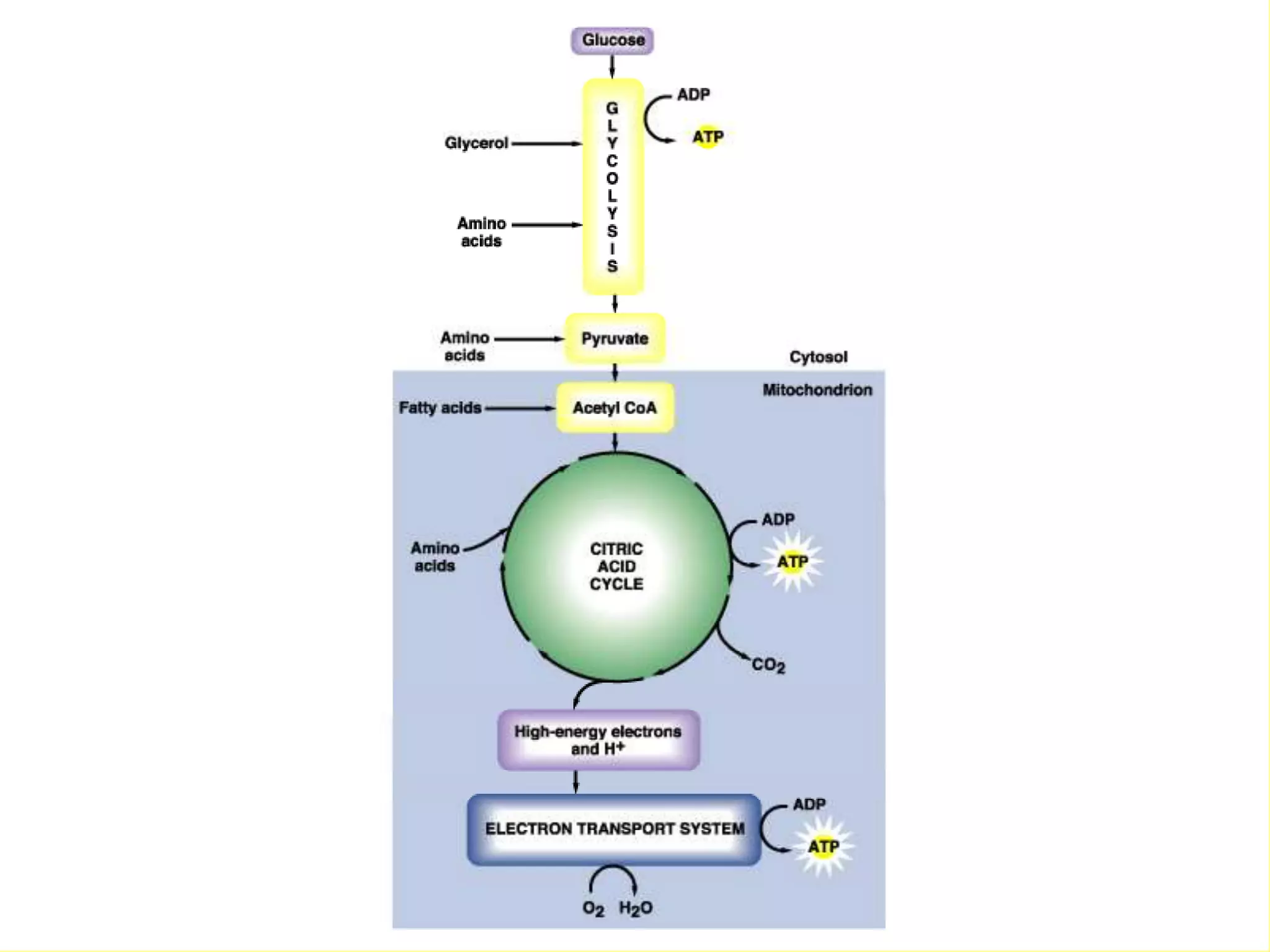 glycolysis.ppt
