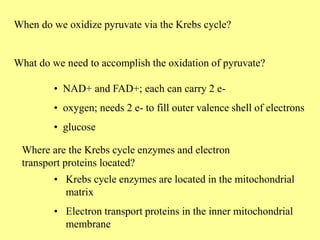 When do we oxidize pyruvate via the Krebs cycle?
What do we need to accomplish the oxidation of pyruvate?
• NAD+ and FAD+;...