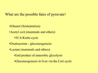What are the possible fates of pyruvate?
•Ethanol (fermentation)
•Acetyl coA (mammals and others)
•TCA/Krebs cycle
•Oxaloa...