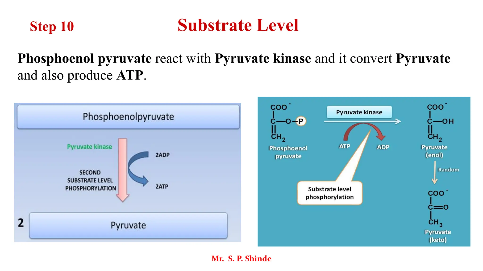 Phosphoenol pyruvate react with Pyruvate kinase and it convert Pyruvate
and also produce ATP.
Mr. S. P. Shinde
Step 10 Substrate Level
 