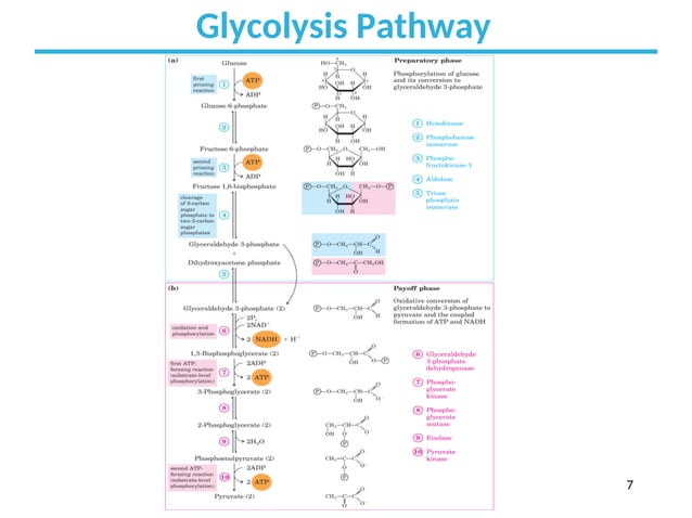 A closer look at Breaking Down Glucose Molecules