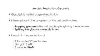 GLYCOLYSIS powerpoint presentation. Cellular respiration | PPTX