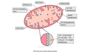 GLYCOLYSIS powerpoint presentation. Cellular respiration | PPTX