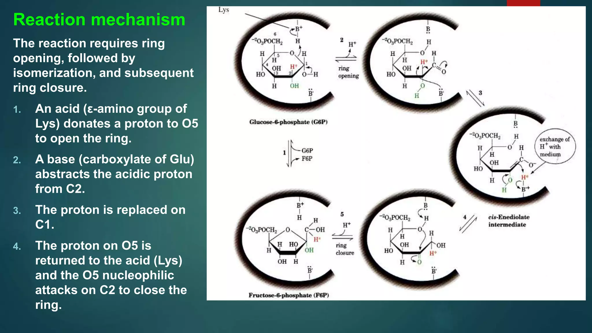 Glycolysis | PPTX