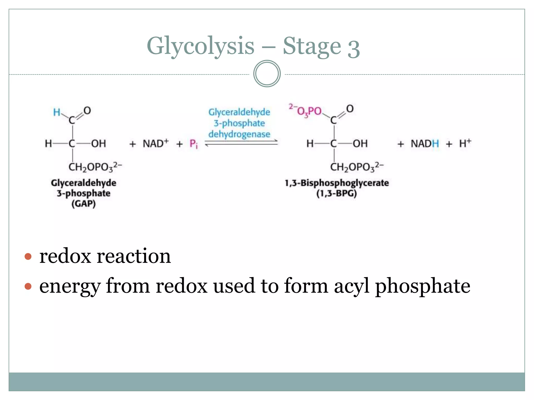 oxidation-reduction-reactions-of-glycolysis
