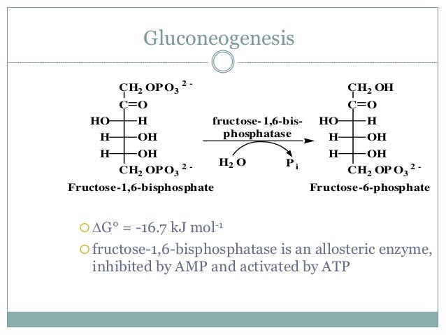 フルクトース1,6ビスホスファターゼ Fructose 1,6bisphosphatase JapaneseClass.jp