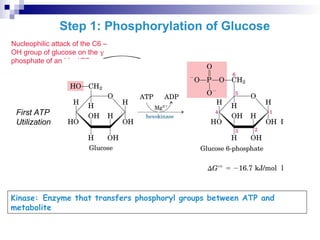 Step 1: Phosphorylation of Glucose
Nucleophilic attack of the C6 –
OH group of glucose on the 
phosphate of an Mg-ATP
..
Kinase: Enzyme that transfers phosphoryl groups between ATP and
metabolite
First ATP
Utilization
 