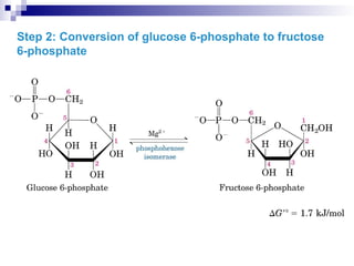 Step 2: Conversion of glucose 6-phosphate to fructose
6-phosphate
 