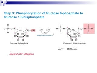 Step 3: Phosphorylation of fructose 6-phosphate to
fructose 1,6-bisphosphate
Second ATP utilization
 