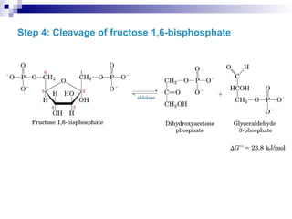 Step 4: Cleavage of fructose 1,6-bisphosphate
 