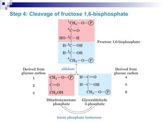 Step 4: Cleavage of fructose 1,6-bisphosphate
 