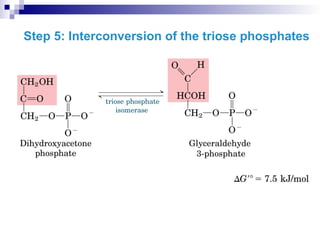 Step 5: Interconversion of the triose phosphates
 